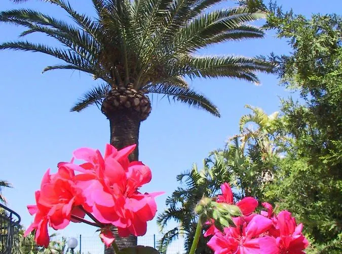 Gaia تْشيفالو